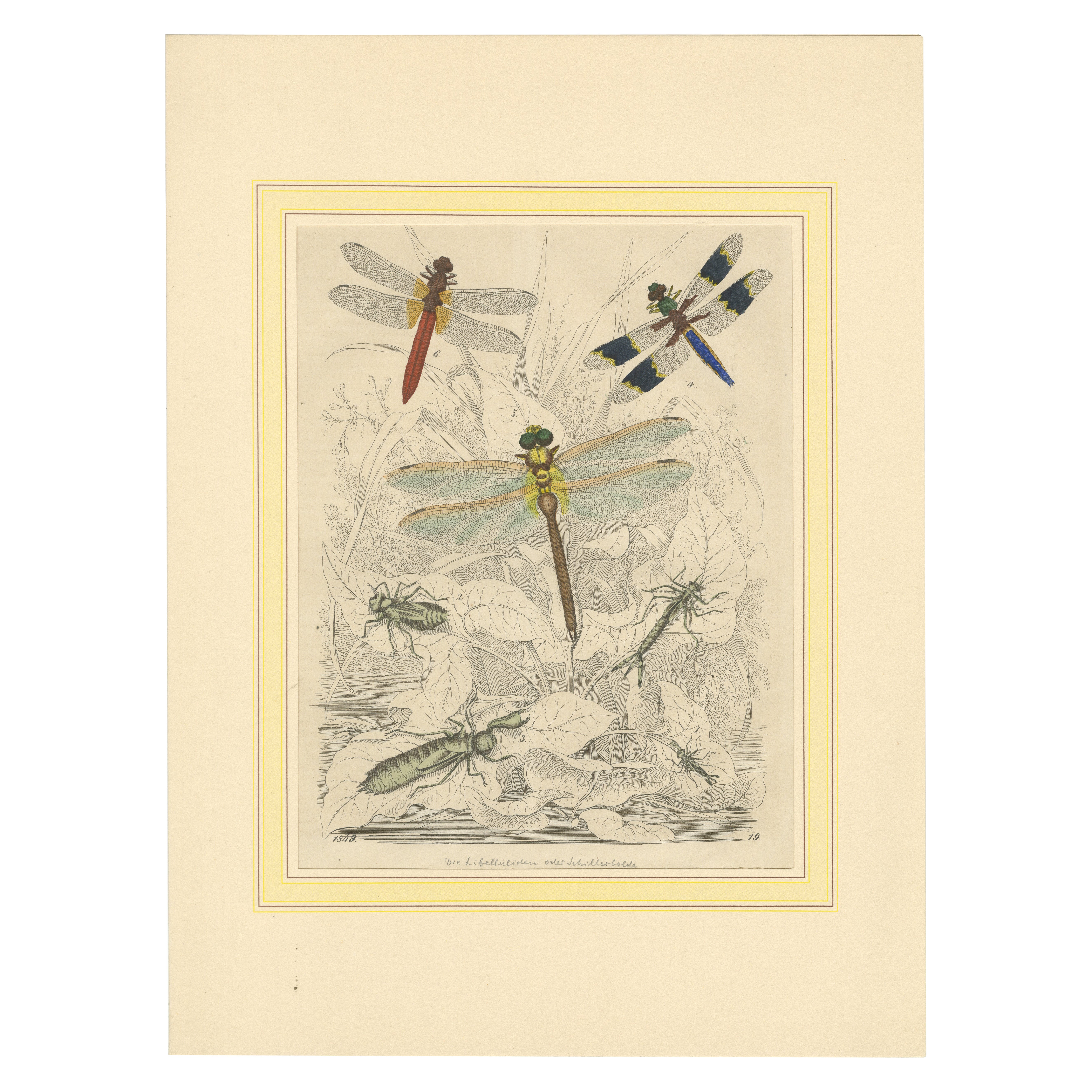 1853 Litografia colorata a mano delle libellule e degli stadi della ninfa - Uno studio di entomologia