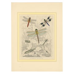 1853 Handkolorierte Litho von Libellen und Nymphenstadien - Eine Studie in Entomologie