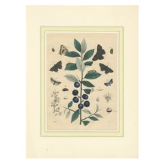 Lithographie colorée à la main de 1848 représentant des papillons, des carillons et une plante d'aubépine