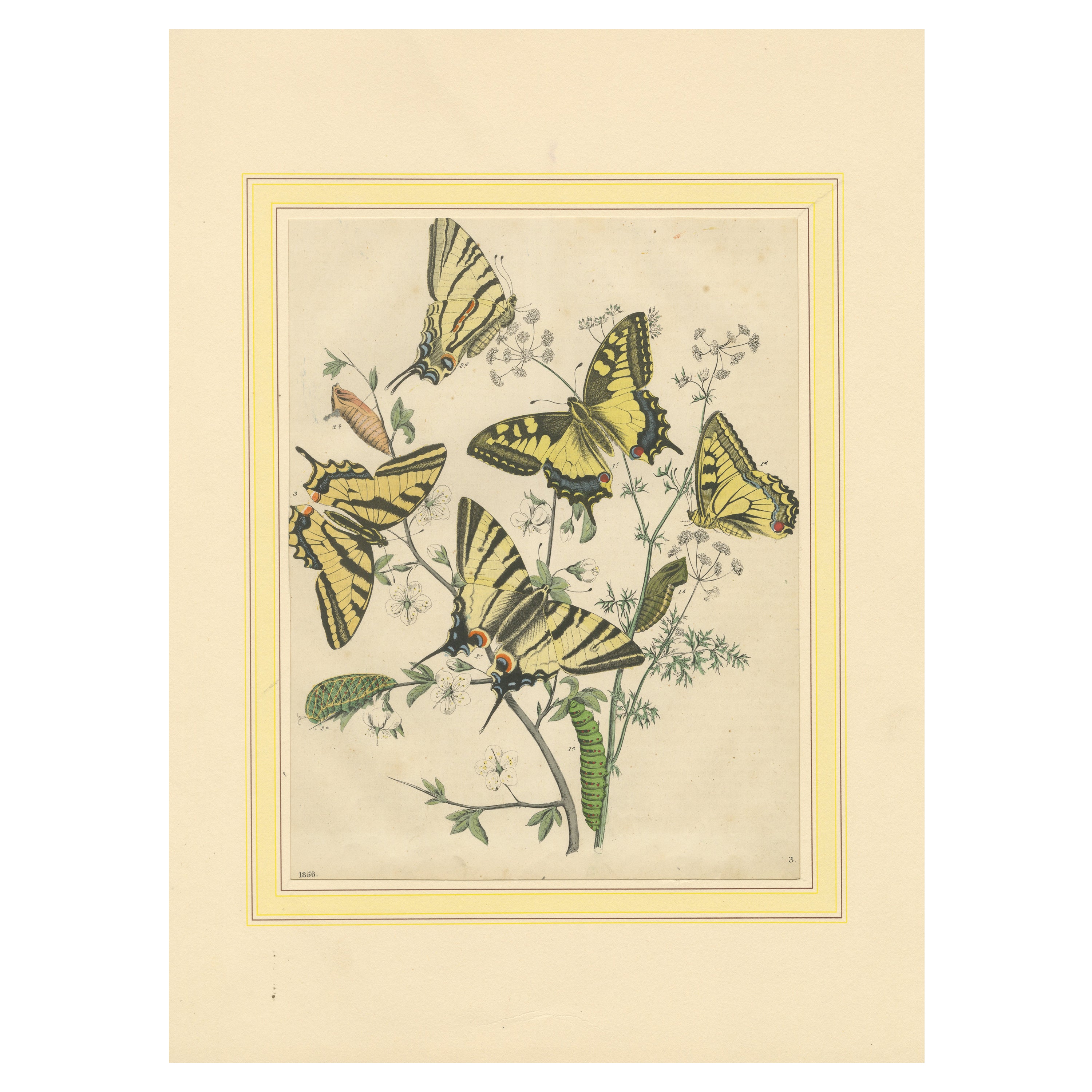 Litografia del 1856, colorata a mano, raffigurante farfalle coda di rondine e bruchi