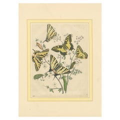 1856 Handkolorierte Lithographie von Schwalbenschwanz-Schmetterlingen und Katzenpilzen