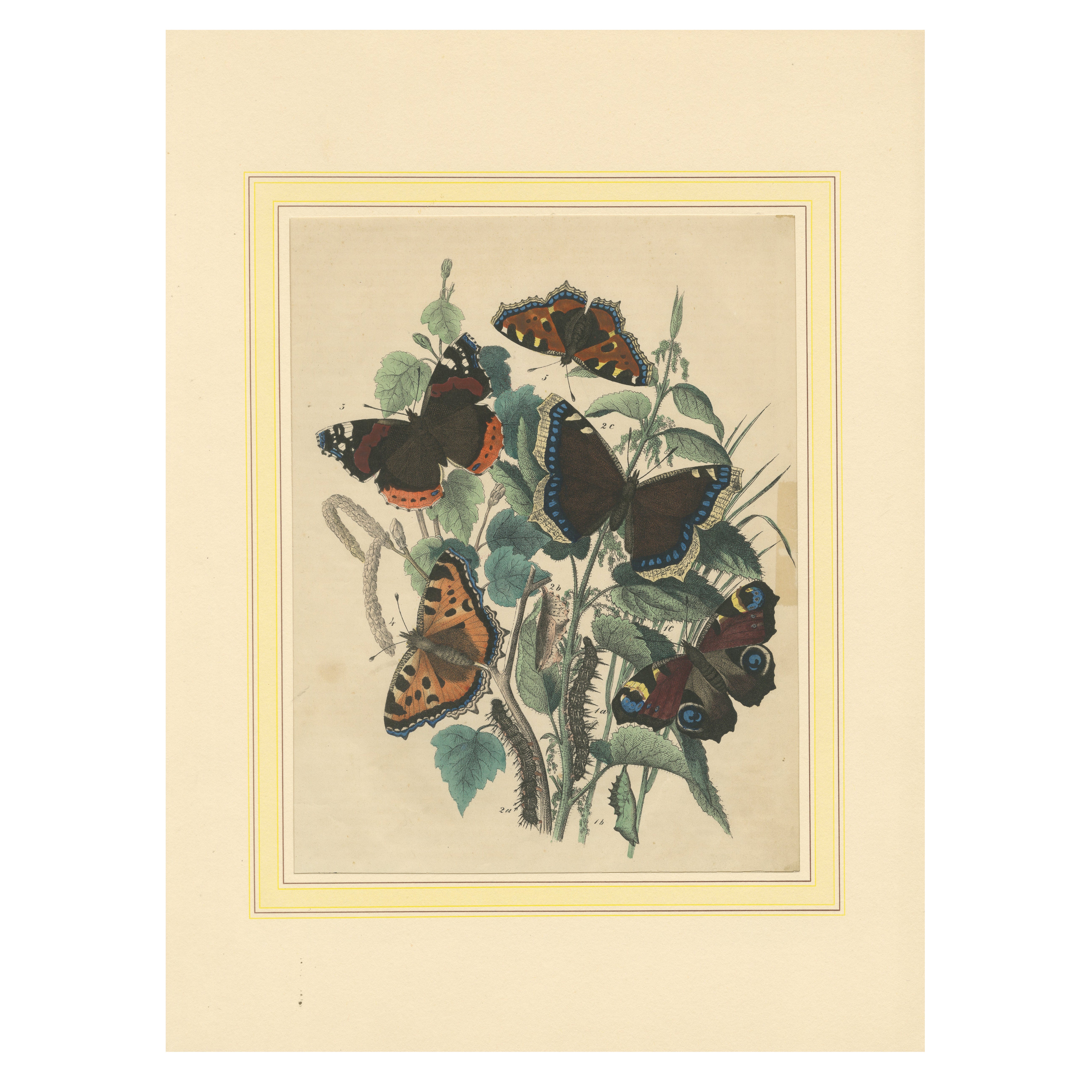 Lithograph of European Butterflies – Admirals, Tortoiseshells and Peacocks, 1863