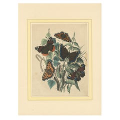 Lithographie europäischer Schmetterlinge - Admirale, Schildkröten und Pfauenaugen, 1863