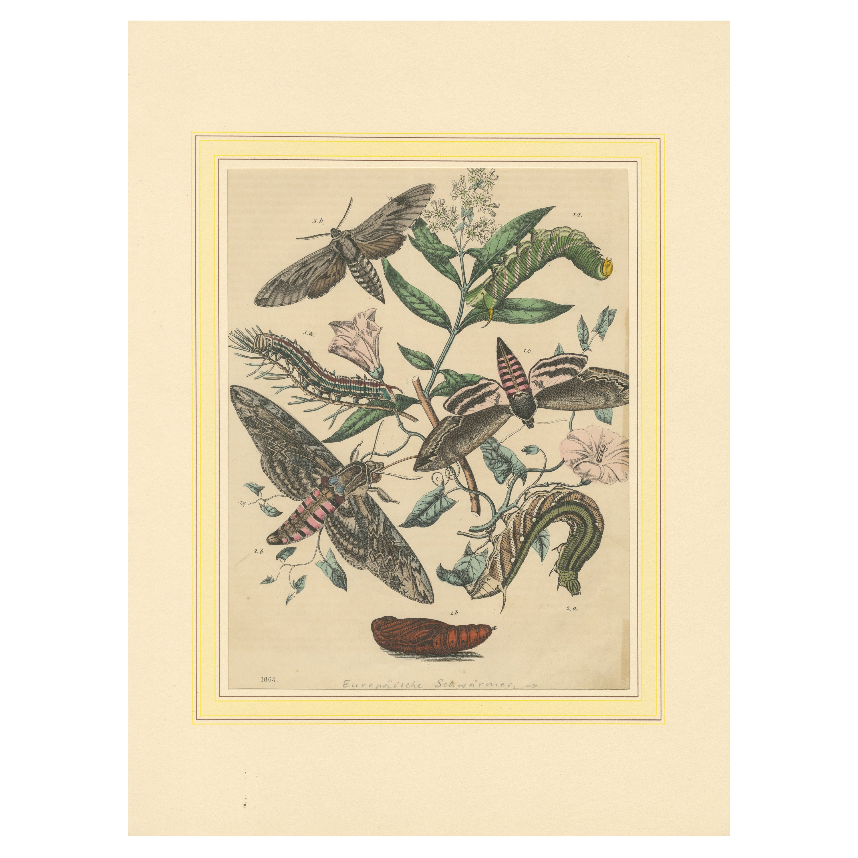 1863 Hand-Colored Lithograph of European Hawk Moths and Caterpillars