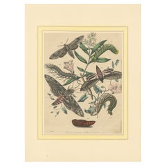 1863 Handkolorierte Lithographie europäischer Hawk Moths und Caterpillars
