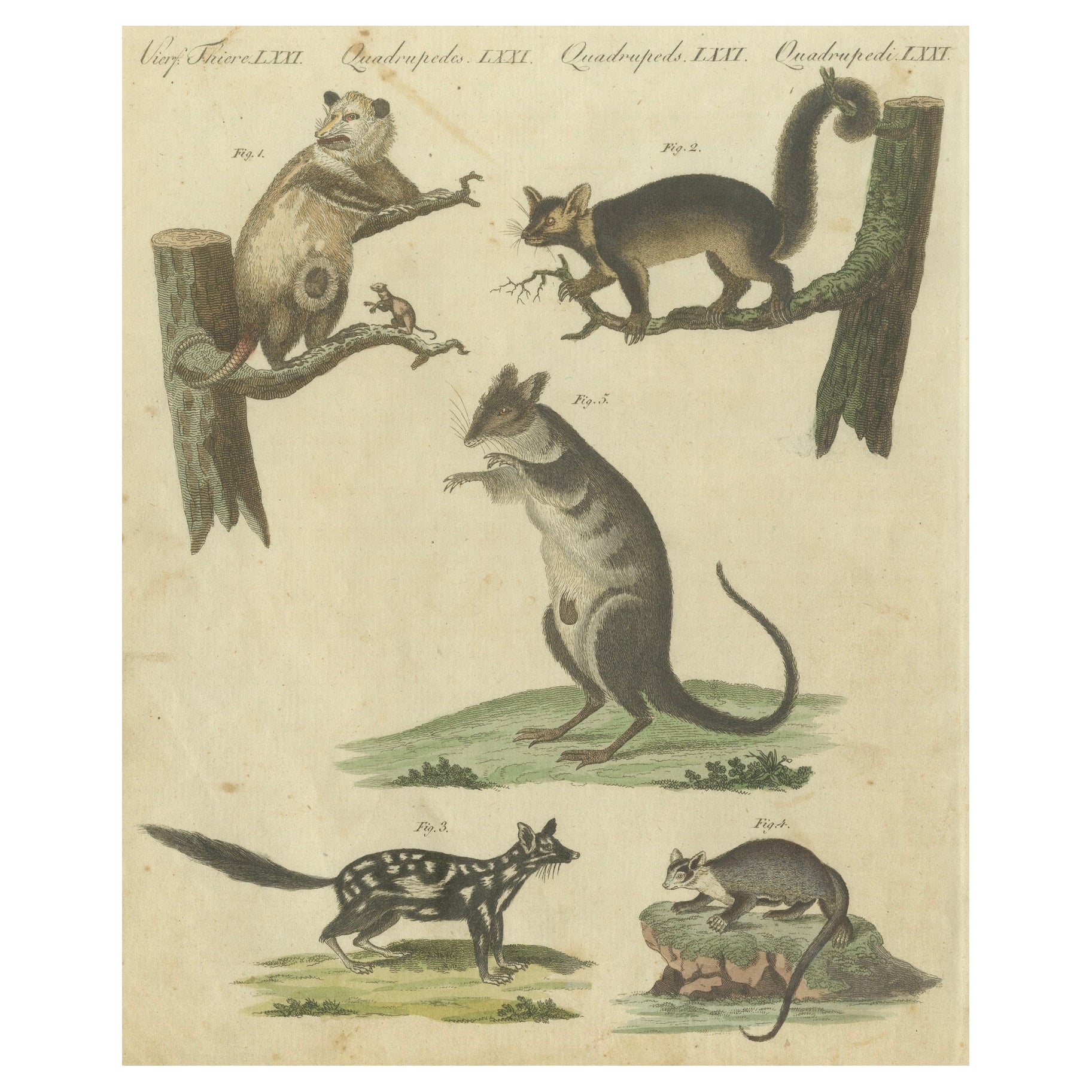 Gravure du XVIIIe siècle coloriée à la main représentant des quadrupèdes exotiques d'après l'histoire naturelle