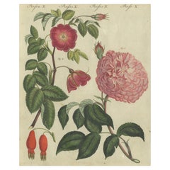 Antique Captivating 1805 Hand-Colored Engraving of Wild and Cultivated Roses