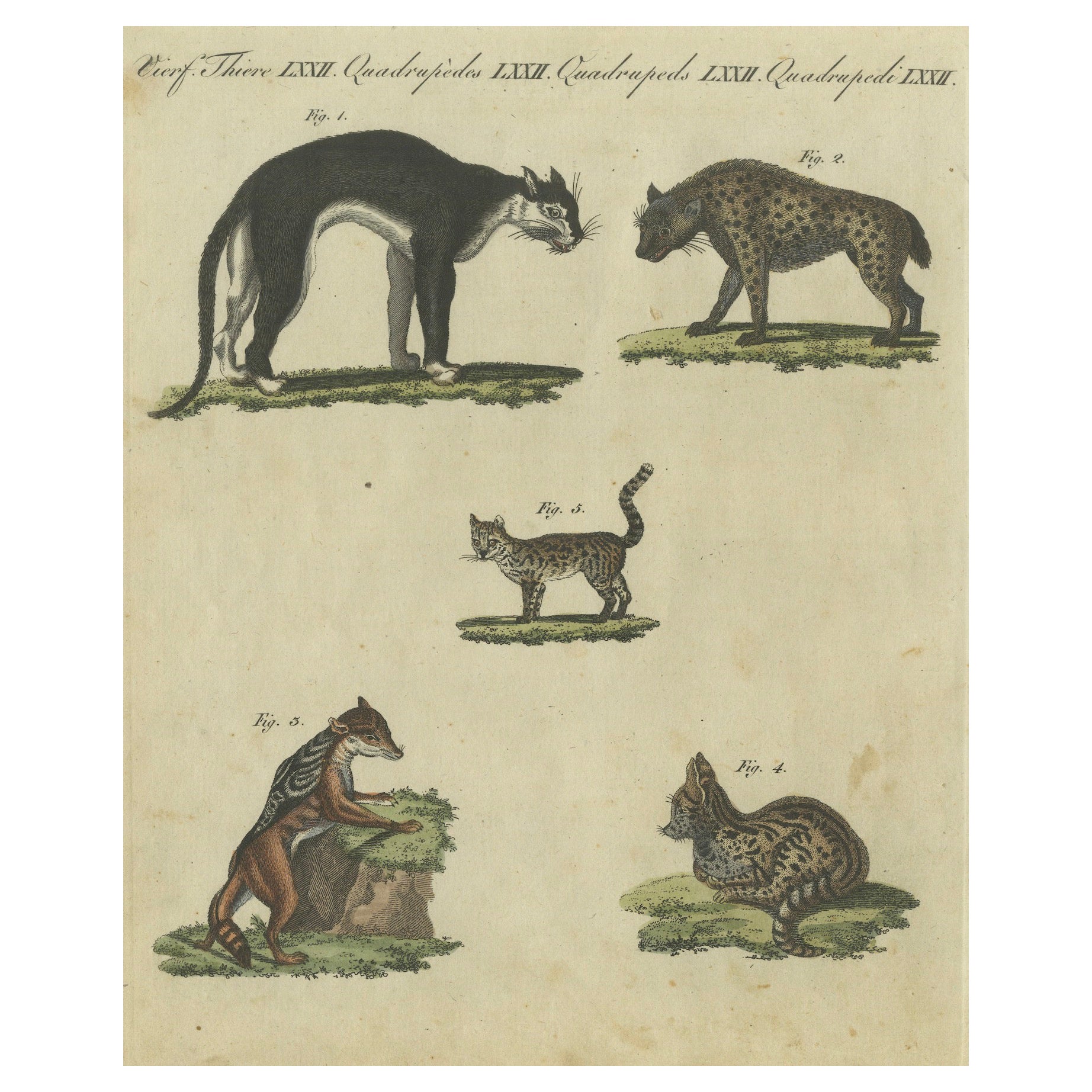 Striking 1805 Hand-Colored Engraving of Wild Cats and Predatory Mammals