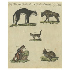 Antique Striking 1805 Hand-Colored Engraving of Wild Cats and Predatory Mammals