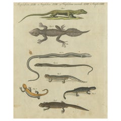 Antique Fascinating 1805 Hand-Colored Engraving of Amphibians and Reptiles