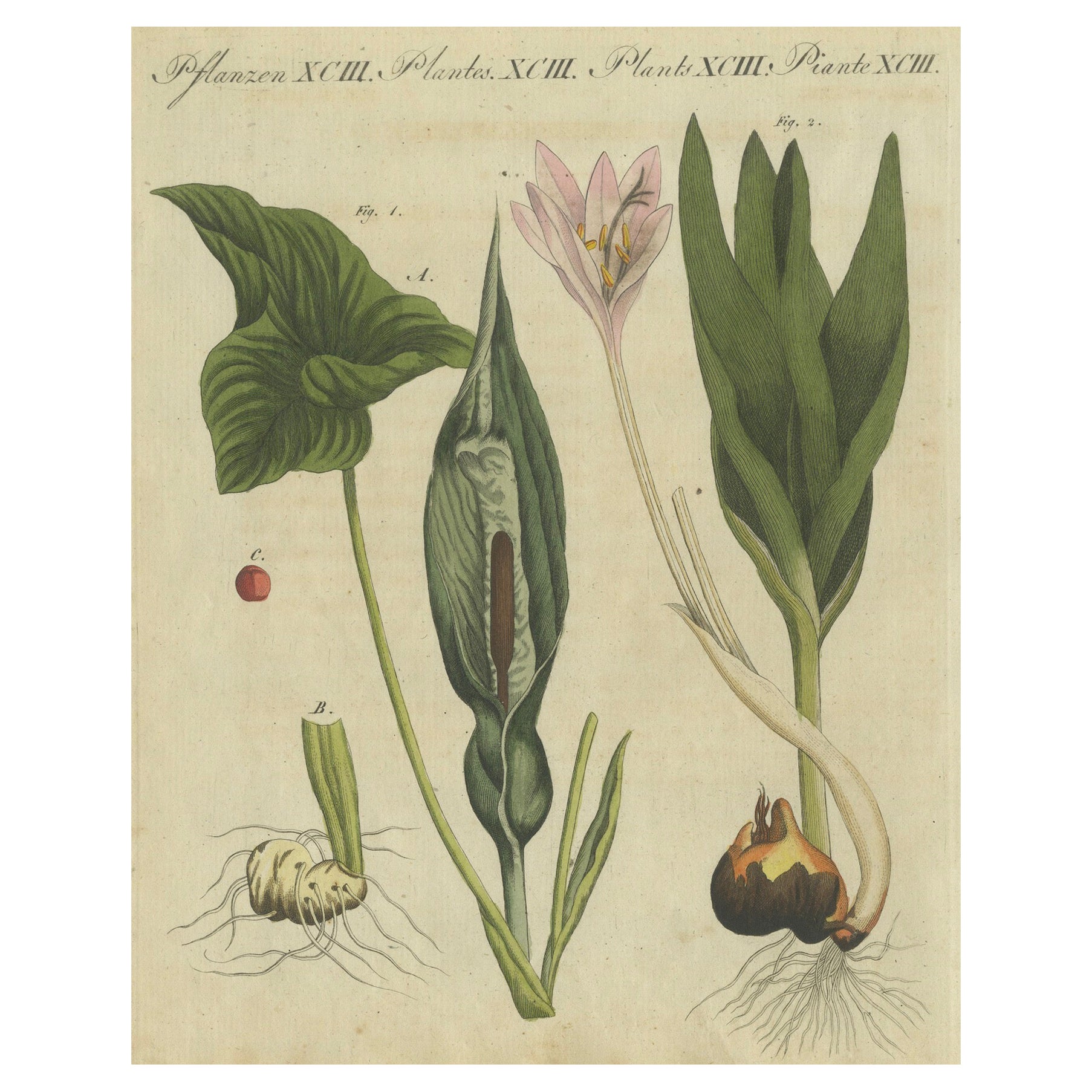 Elegant 1805 Hand-Colored Botanical Engraving of Bulbous Plants from Bertuch