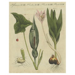 Elegant 1805 Hand-Colored Botanical Engraving of Bulbous Plants from Bertuch