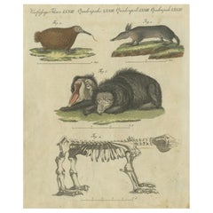 Antique Intriguing 1805 Hand-Colored Engraving of Unique Mammals and Skeleton