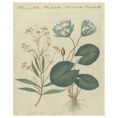 Antique Elegant 1805 Hand-Colored Engraving of Aquatic Plants from Bertuch’s Work