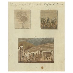 Einzigartige Gravur von versteinerten Mustern und geologischen Schichten aus Bertuch aus dem Jahr 1805