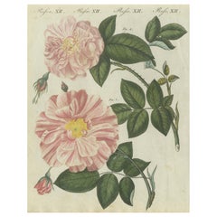 Exquisite 1805 Hand-Colored Engraving of Pink Roses from Bertuch’s Work