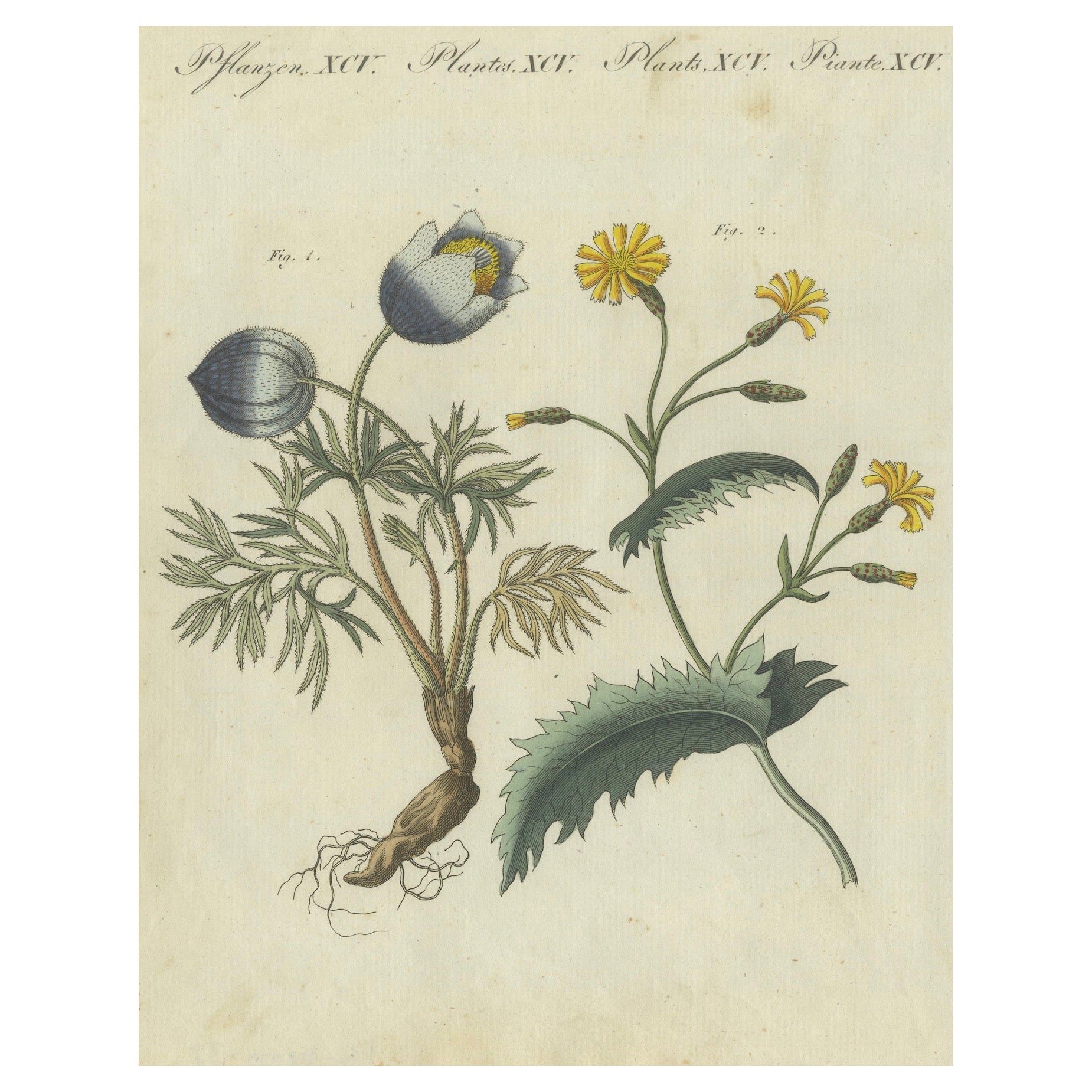 Stampa botanica: Specie di Papaver e Hieracium da una Collectional di Storia Naturale