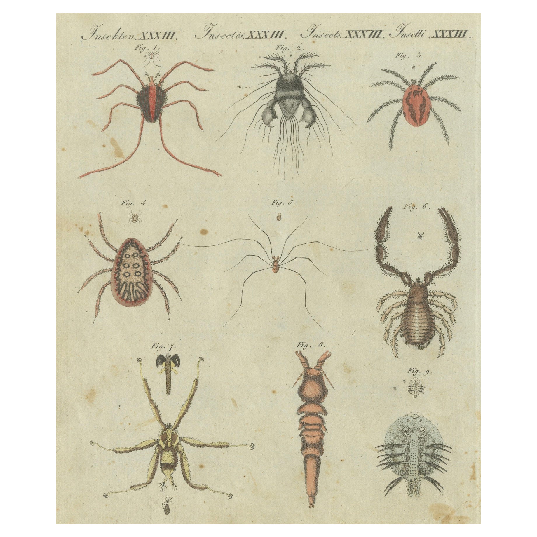 Aracnidi e insetti intricati: Incisione colorata a mano pubblicata nel 1805