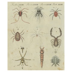 Aracnidi e insetti intricati: Incisione colorata a mano pubblicata nel 1805