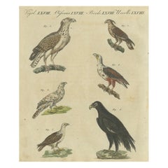 Aves de presa: Grabado coloreado a mano de rapaces, publicado en 1805 por Bertuch