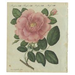 The Cabbage Rose in Bloom: Exquisite Hand-Colored Botanical Engraving, 1805