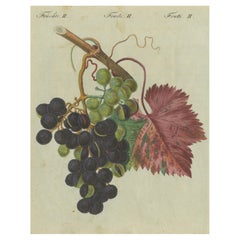 Antique Vineyard Treasures: Exquisite Hand-Colored 19th-Century Grapevine Engraving