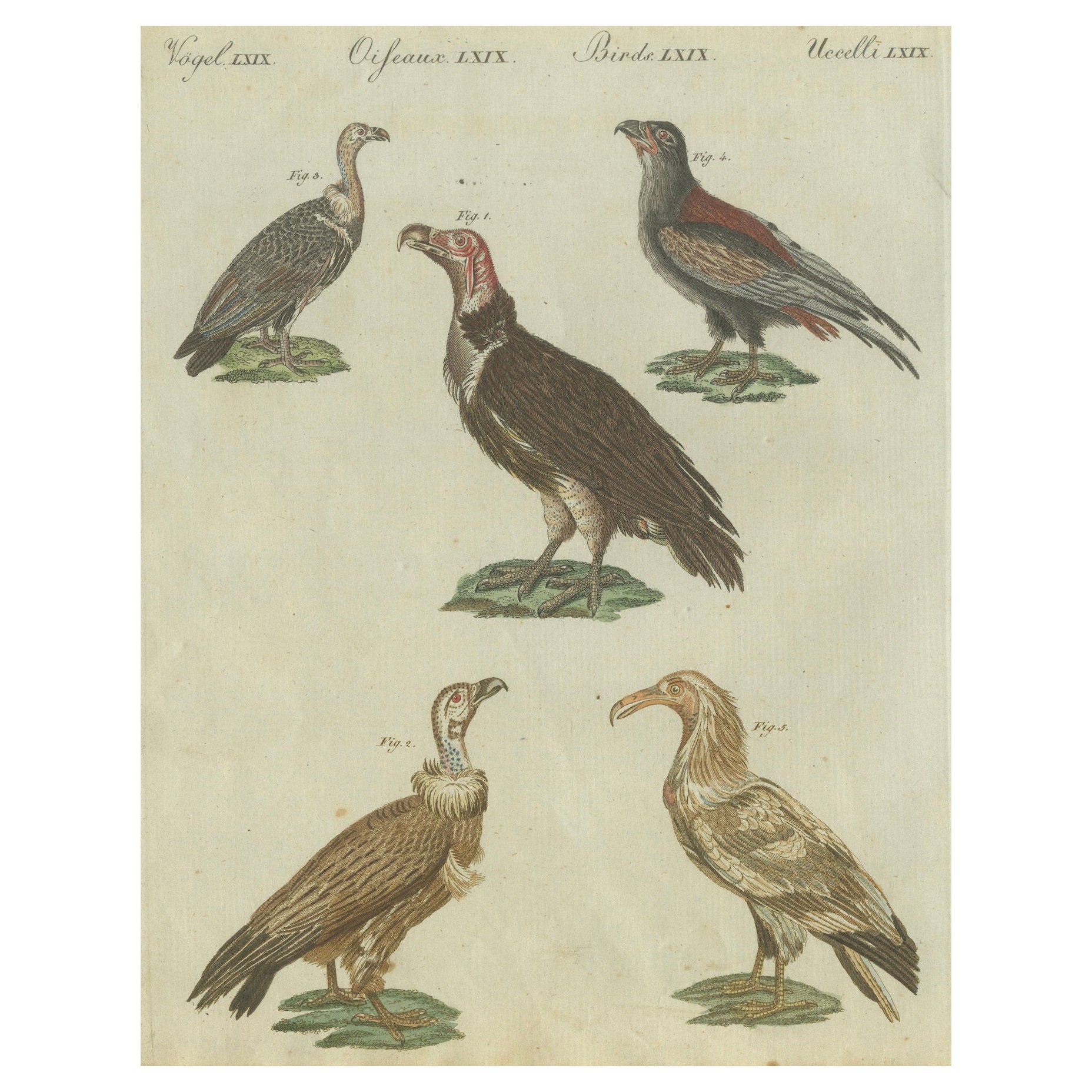 Majestic Scavengers: Hand-Colored Engraving of Vultures and Birds of Prey, 1805 For Sale