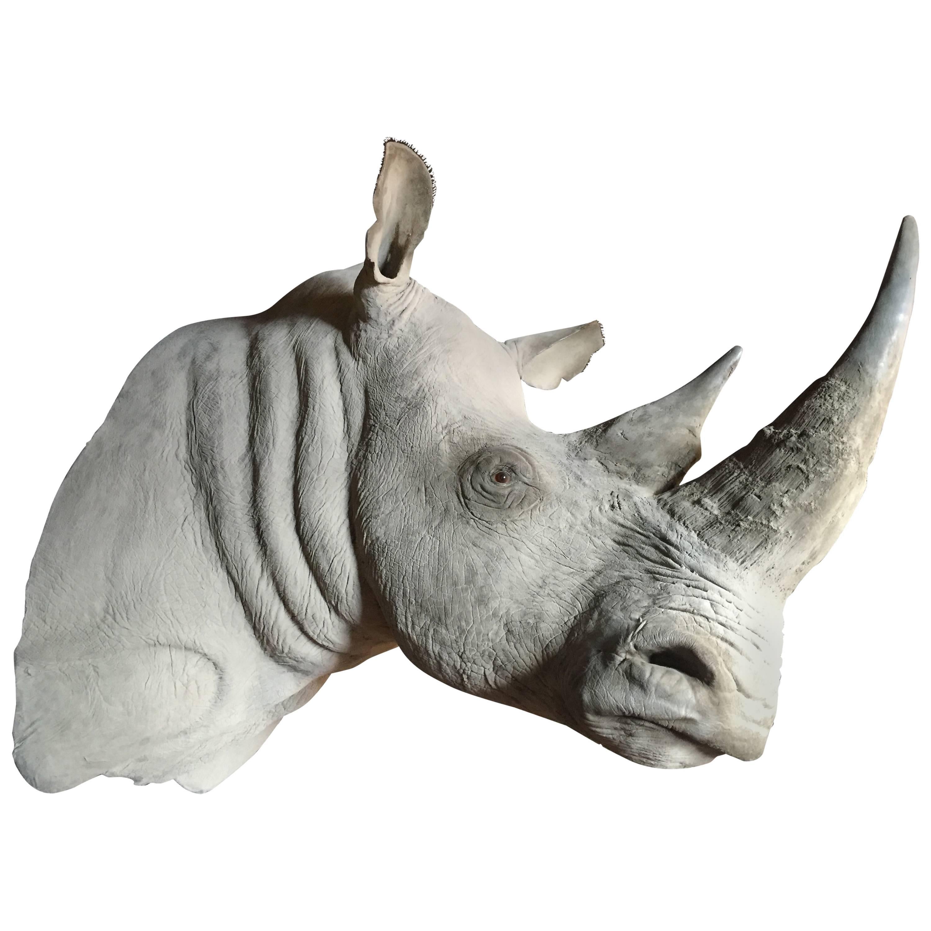 Replica d'une tête de trophée de rhinocéros blanc en vente
