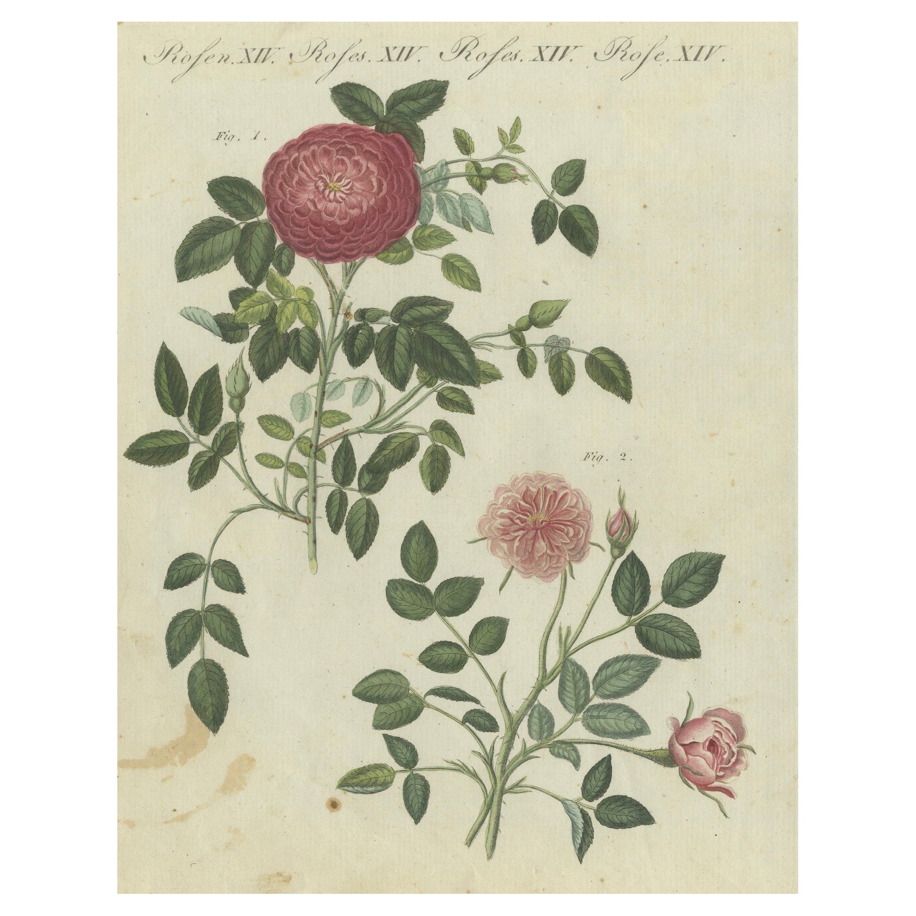 Elegant Roses in Bloom: Botanical Engraving from Bertuch's Bilderbuch, 1805