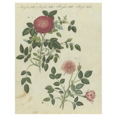 Elegant Roses in Bloom: Botanical Engraving from Bertuch's Bilderbuch, 1805