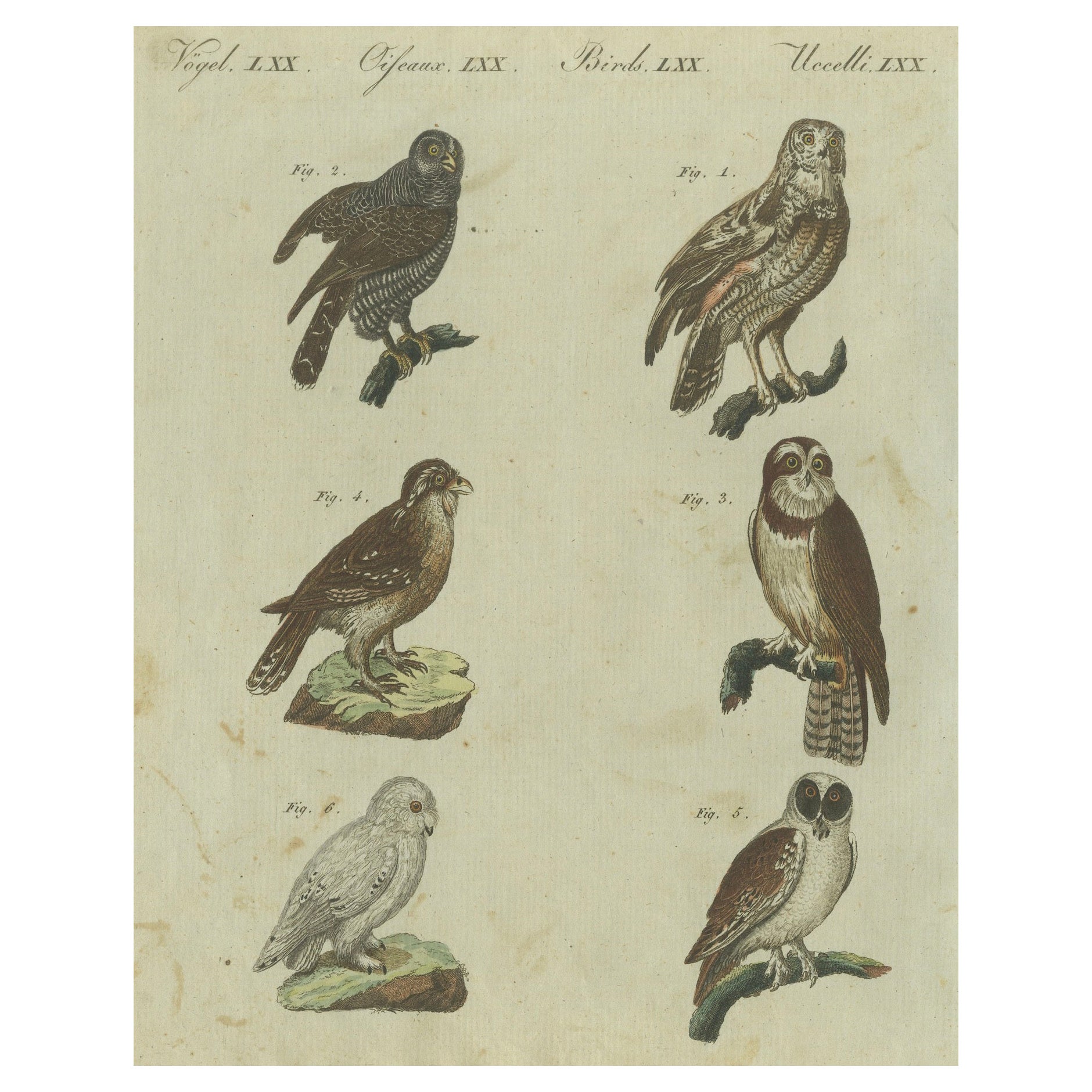 Majestic Owls and Raptors: Exquisite Hand-Colored Engraving from Bertuch, 1805