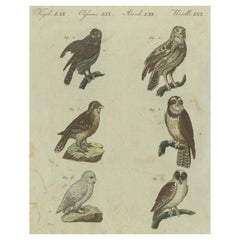 Majestic Owls and Raptors: Exquisite Hand-Colored Engraving from Bertuch, 1805