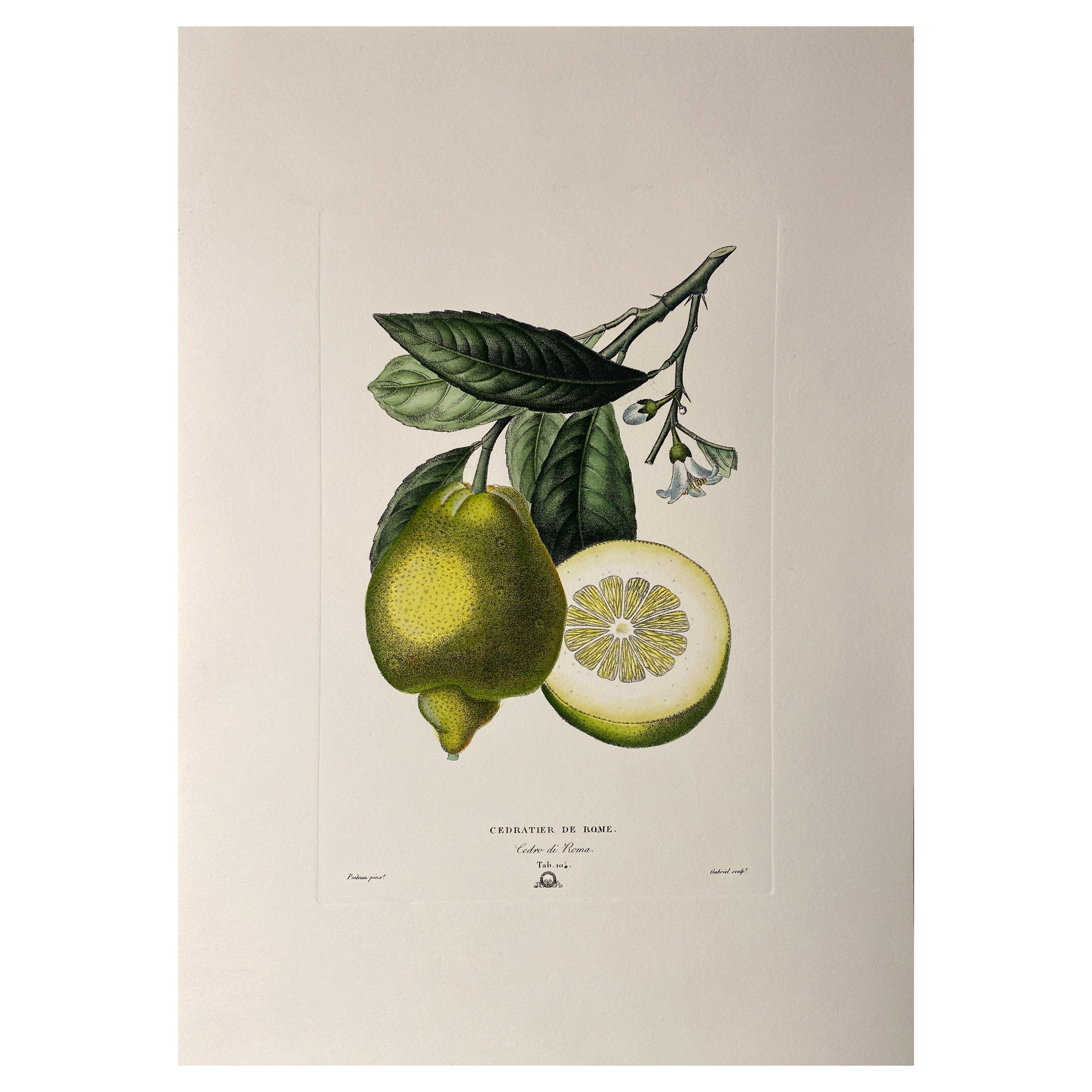 Italian Contemporary Hand Painted Botanical Green Yellow Print "Citrus" 1 of 2 For Sale