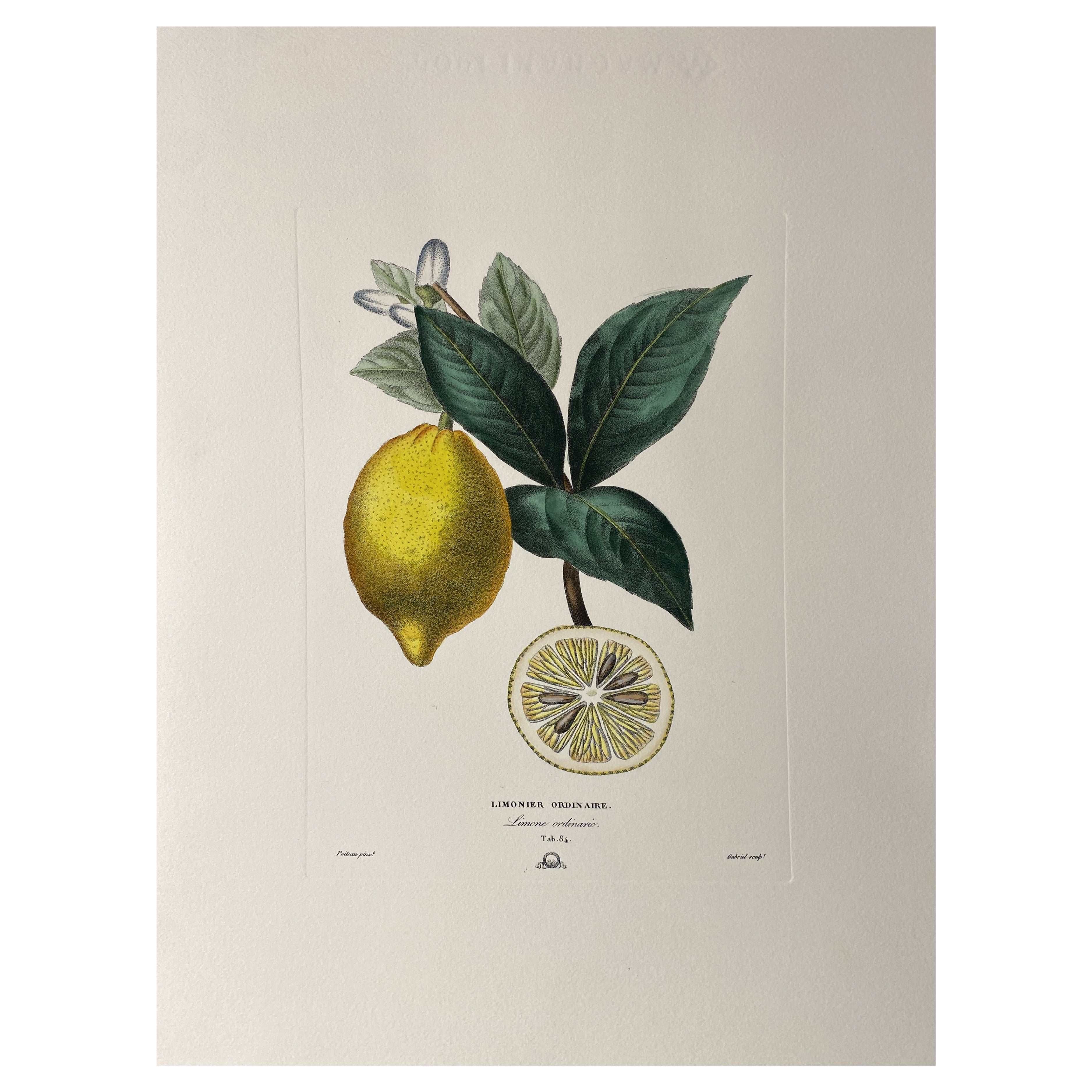 Italian Contemporary Hand Painted Botanical Green Yellow Print "Lemon" 2 of 2