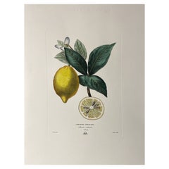 Stampa contemporanea italiana dipinta a mano in verde giallo botanico "Lemon" 2 di 2