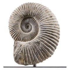 Mantelliceras Ammonite fósil en montura de acero