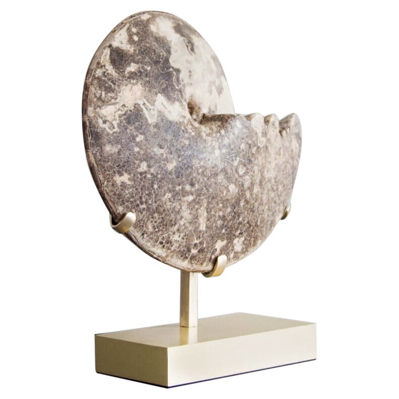 Ammonite fossile Hoplitoides Wohltmanni sormontata da un supporto in ottone acidato