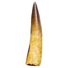 oth fossile spinosaurus Dinosaur 107 mm