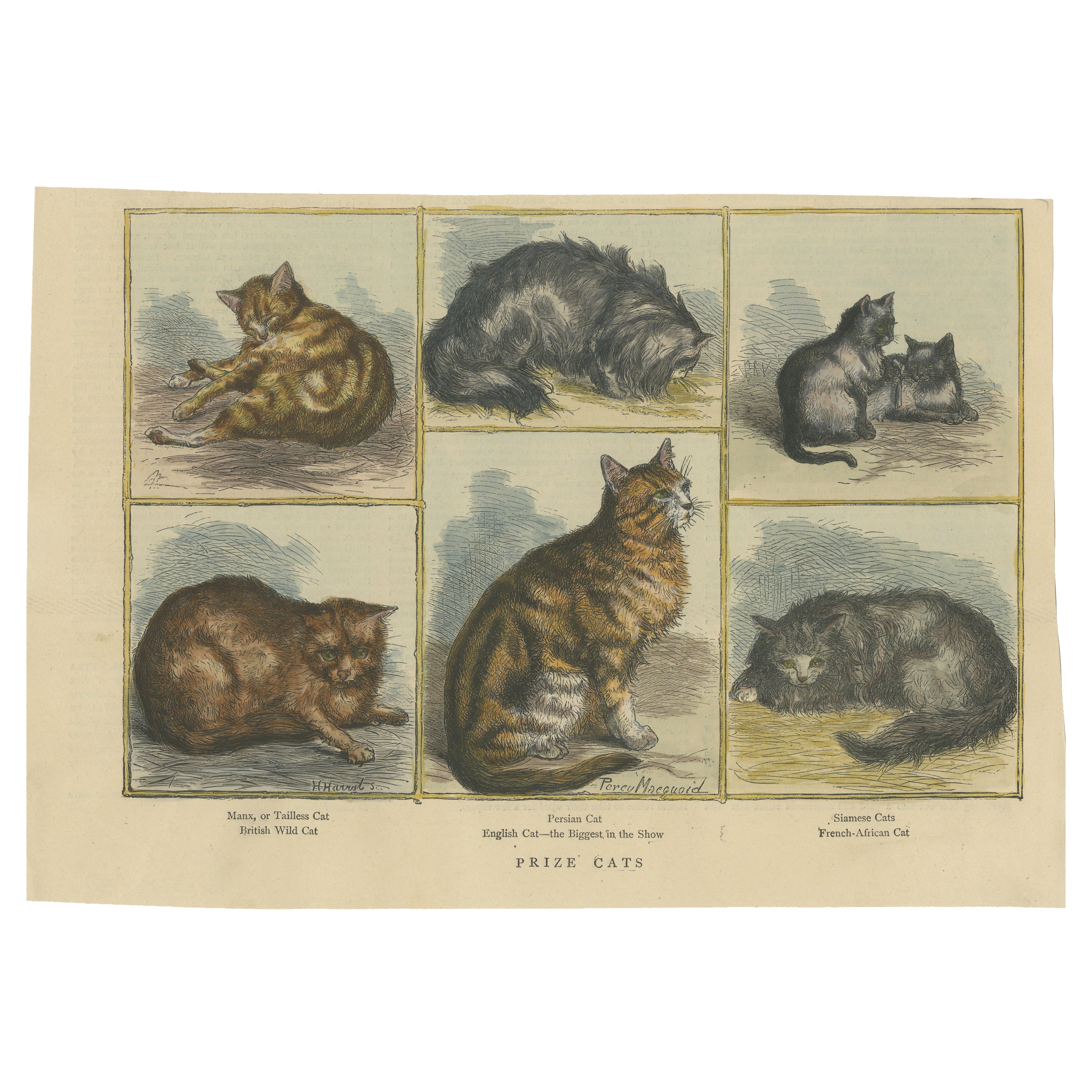 Victorian Prize Cats: Hand-Colored Woodcut Featuring Distinguished Breeds, c1890