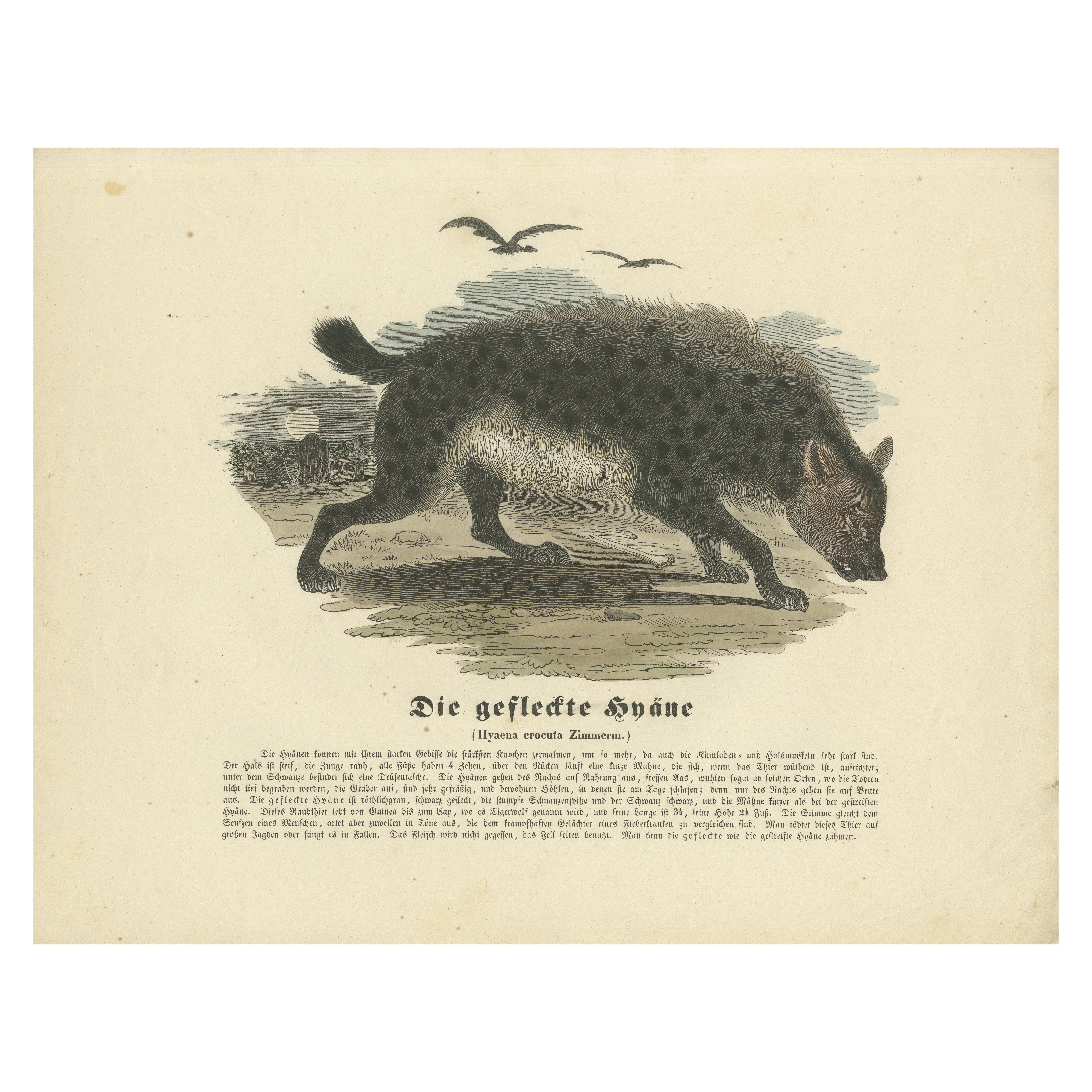 Die gefleckte Hyäne (Iena maculata) - Stampa zoologica colorata a mano, CIRCA 1840