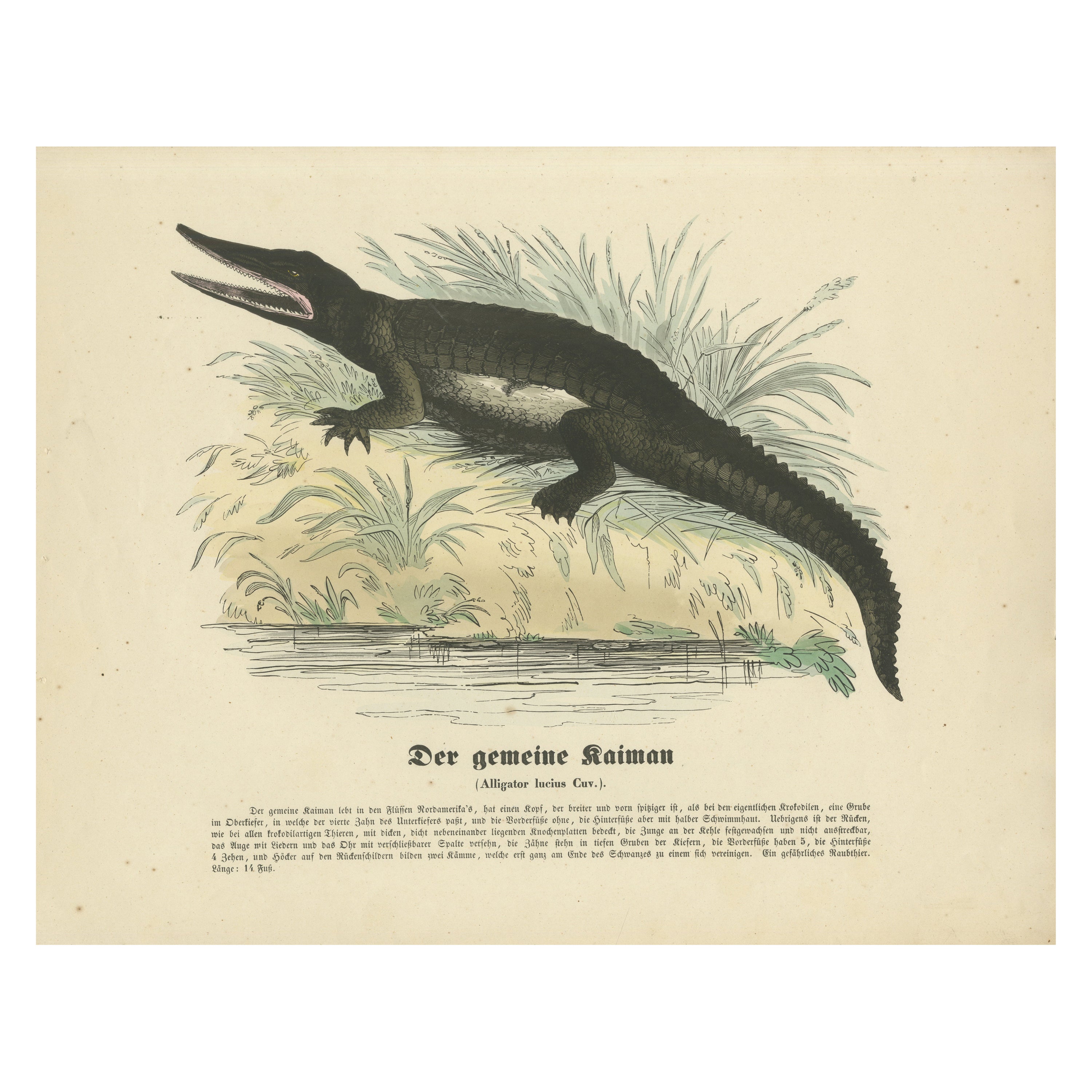 Der gemeine Kaiman (Caimano comune) - Stampa zoologica colorata a mano, 1840 ca.