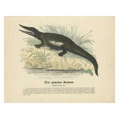 Der gemeine Kaiman (Caimano comune) - Stampa zoologica colorata a mano, 1840 ca.