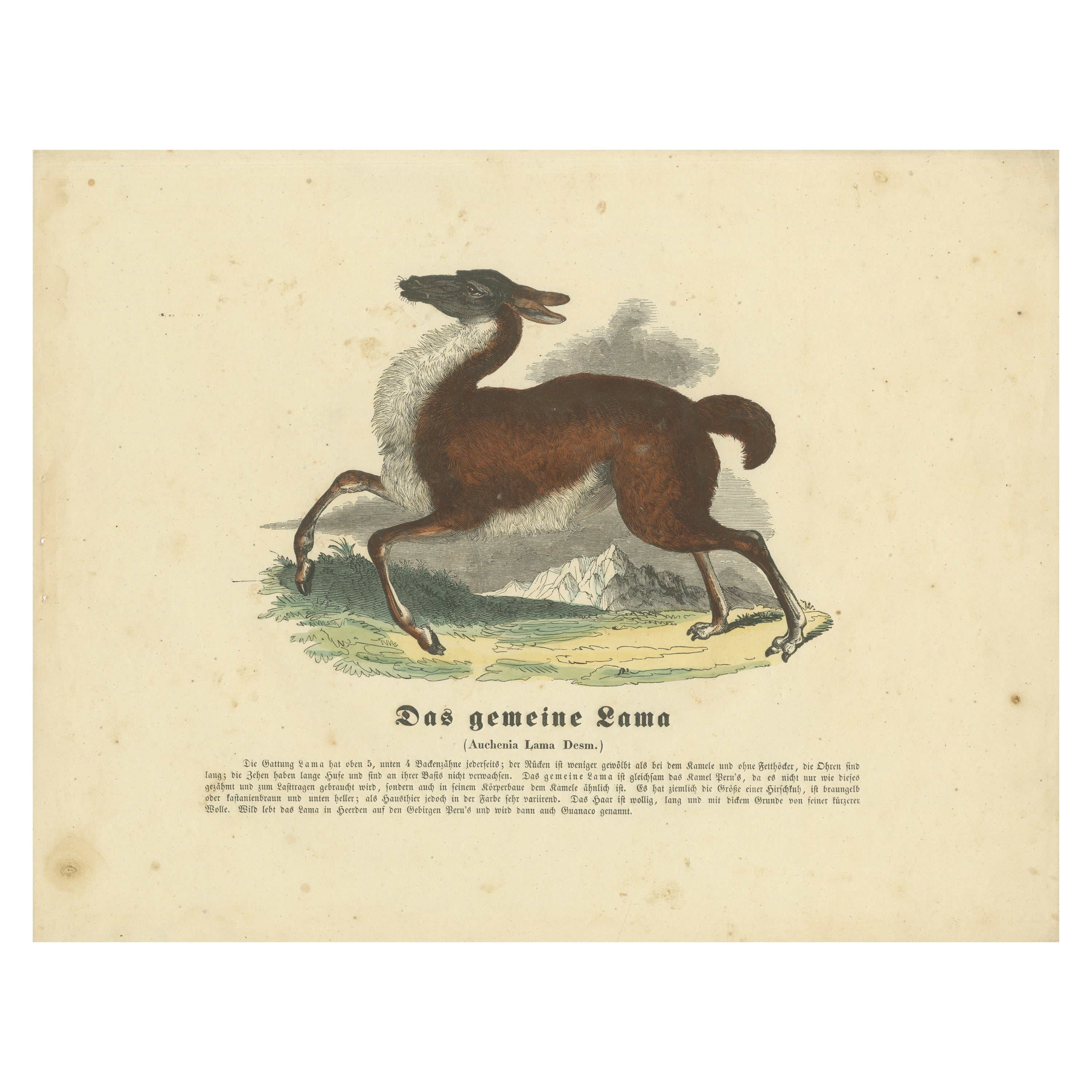 Das gemeine Lama (Lama comune) - Stampa zoologica colorata a mano, CIRCA 1840