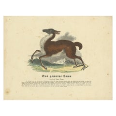 Das gemeine Lama (Lama comune) - Stampa zoologica colorata a mano, CIRCA 1840