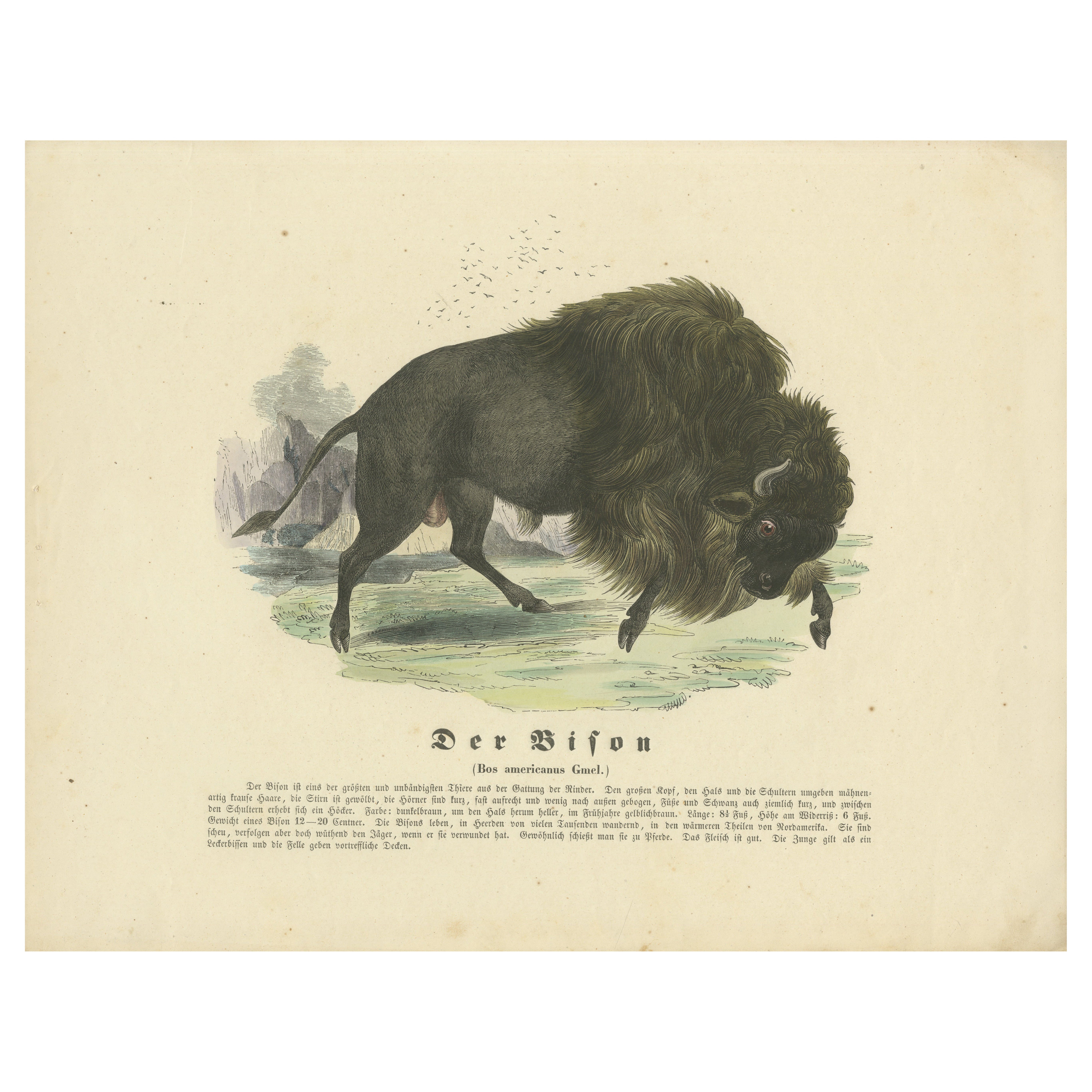 Der Bison (Bisonte americano) - Grabado zoológico coloreado a mano, circa 1840