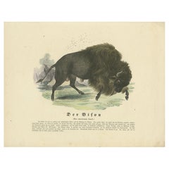 Der Bison (Bisonte americano) - Grabado zoológico coloreado a mano, circa 1840