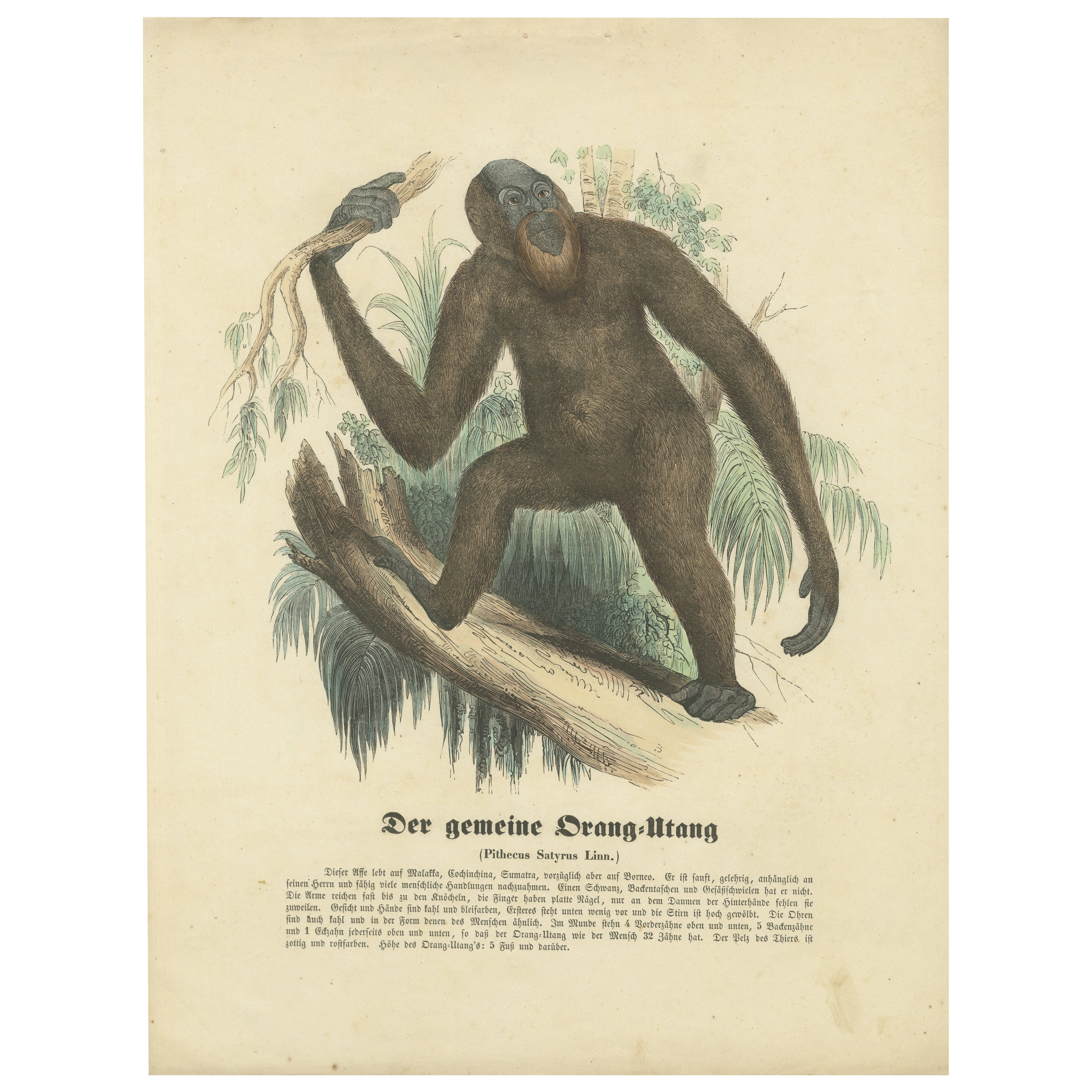Der gemeine Orang-Utan (Orangutan comune) - Stampa zoologica colorata a mano, 1840