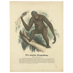 Der gemeine Orang-Utan (Orangutan comune) - Stampa zoologica colorata a mano, 1840