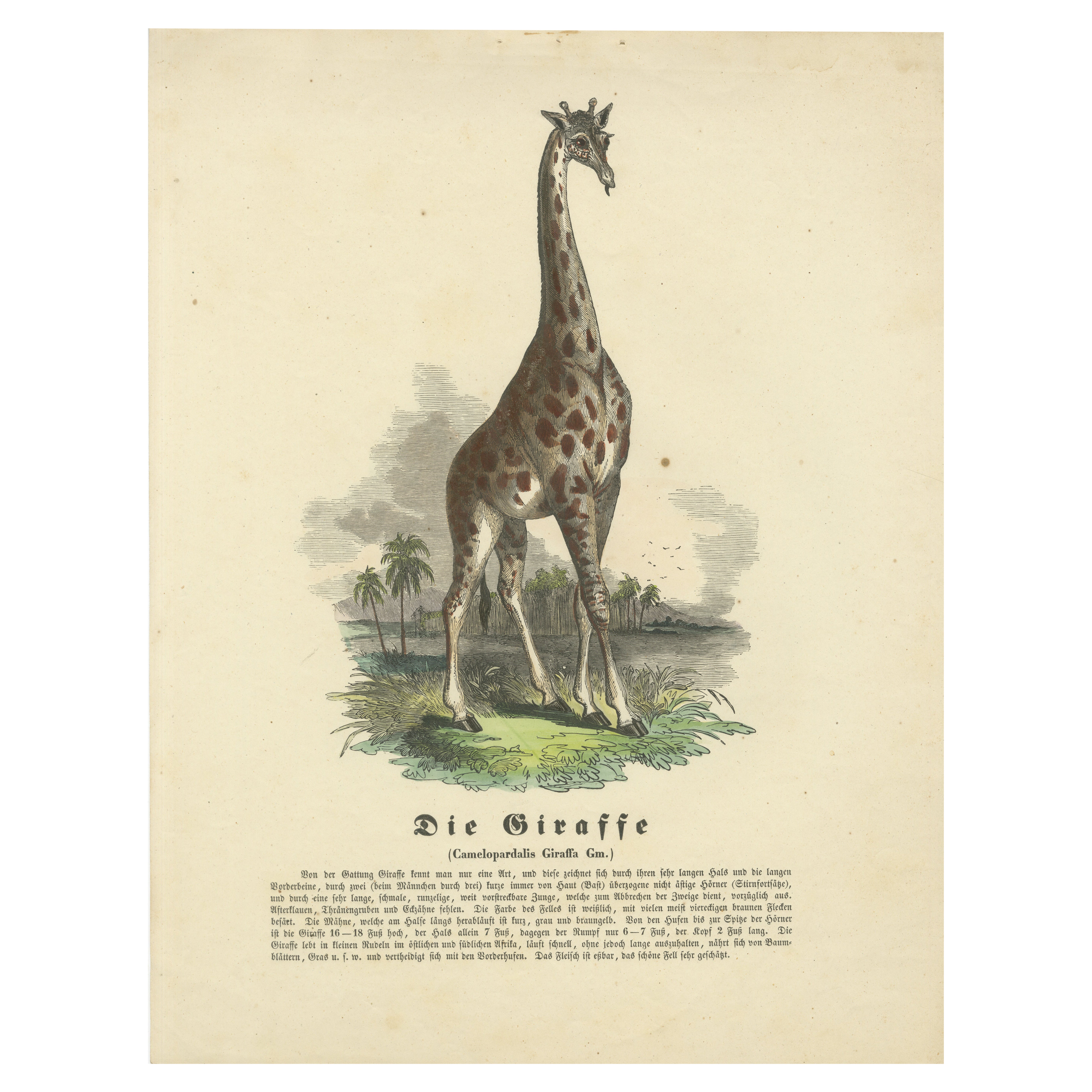 Die Giraffe (Giraffe) - Hand-Colored Zoological Print, Circa 1840