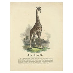 Die Giraffe (Jirafa) - Grabado zoológico coloreado a mano, circa 1840